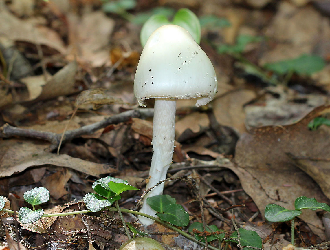 Destroying Angel  Amanita bisporigera,Amanita bisporigera group,Destroying Angel,Geotagged,Summer,United States,amanita,fungus,mushroom