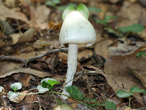 Destroying Angel  Amanita bisporigera,Amanita bisporigera group,Destroying Angel,Geotagged,Summer,United States,amanita,fungus,mushroom