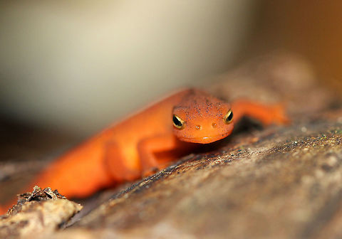 Eastern Newt (Red Eft) Red efts have bright orange aposematic coloring, with darker, reddish spots outlined in black. This stage can last up to 4 years on land, during which time efts may travel far, which ensures outcrossing in the population. Efts eat small insects, snails, and other small arthropods. During winter, they hibernate under logs or rocks.  Eastern Newt,Eastern Newt (Red Eft),Eastern newt,Fall,Geotagged,Notophthalmus,Notophthalmus viridescens,United States,red eft