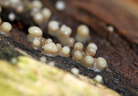 Leucogloea compressa  beautiful and tiny example of Fungi Imperfecti, which are fungi for which a sexually reproductive stage of the life cycle has not been found. They are anamorphs and have only an asexual reproductive stage, lacking the teleomorph (fruiting body/sexual reproductive stage). Resembling a slime mold, they form small grayish white cushions on dead hardwood. Sizes ranged from 1-3mm. Fall,Fungi Imperfecti,Fungus,Geotagged,Leucogloea,Leucogloea compressa,United States,fungi