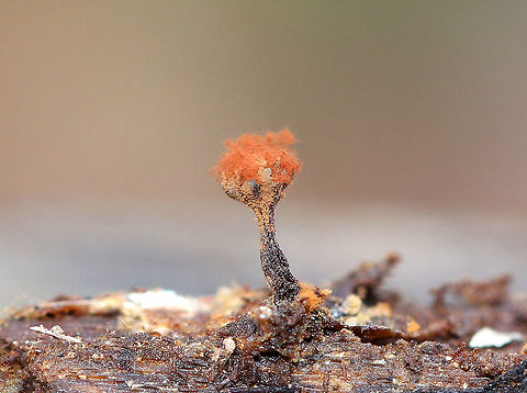 Multigoblet Slime Mold Fruiting bodies (sporangia) of a multigoblet slime mold. They had thin stalks with black goblets on top. Some already had red, fluffy spore masses coming out of the goblets, while others had not yet released the spores. They were 1-2mm tall. Fall,Geotagged,Metatrichia,Metatrichia vesparium,Multigoblet Slime Mold,United States,multigoblet slime mold,slime mold