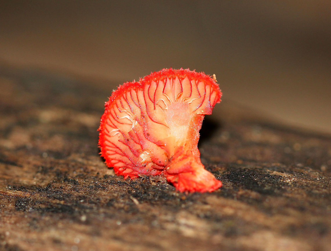 Cinnabar Oysterling A fairly rare species in the Crepidotus genus. It features a small, fan-shaped bright red fruiting body with pale yellowish gills. Fruiting body was 1cm. Cinnabar Oysterling,Crepidotus,Crepidotus cinnabarinus,Fungus,Geotagged,Summer,United States,mushroom