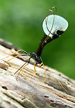 Giant Ichneumon Wasp - Megarhyssa atrata Large, thin-bodied wasp. Females are very dark black and yellow. They are parasitoids of wood-boring insects in dead, deciduous trees.When a female is ready to oviposit her eggs, she rotates segments 8 and 9 of her abdomen and unfolds her intersegmentary membranes so that they form a disc 2 cm in diameter. The surface of this disc produces a secretion that disintegrates the wooden substrate and facilitates her ability to insert her ovipositor. After she lays her eggs on the surface of the host larva she completes the same rotational movements to remove her ovipositor from the wood and the stylus returns to its resting position. This entire process takes an hour. Geotagged,Giant Ichneumon Wasp,Megarhyssa,Megarhyssa atrata,Spring,United States,ichneumon wasp,ichneumonidae,wasp