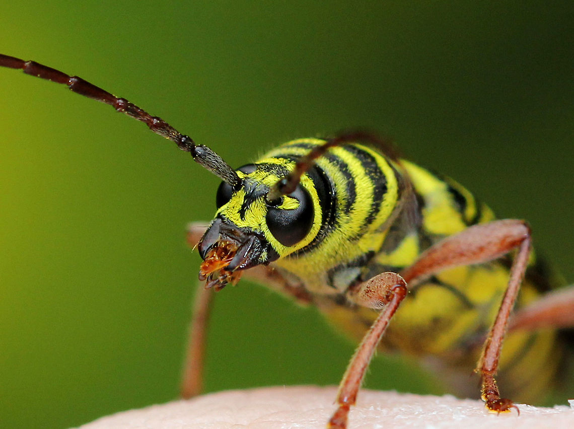 Locust Borer Black longhorn beetle with yellow transverse bands. The third band on the elytra is W-shaped.  Geotagged,Locust Borer,Megacyllene robiniae,Summer,United States,beetle,insect