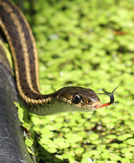 Common Garter Snake This snake has a pattern of yellow stripes on a brown or green background. This one was small - maybe 15 inches long.  Common Garter Snake,Geotagged,Summer,Thamnophis sirtalis,United States,reptile,snake