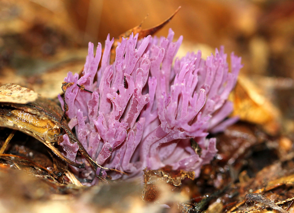 Violet Coral This fungus produces beautiful purple fruit bodies that are tubular and fragile to the touch. The elements of the fruiting body branch frequently and have rounded tips. The entire fungus looks like a cluster of tiny, purple antlers. Clavaria zollingeri,Fungi,Geotagged,Summer,United States,Violet Coral,coral fungus,fungus