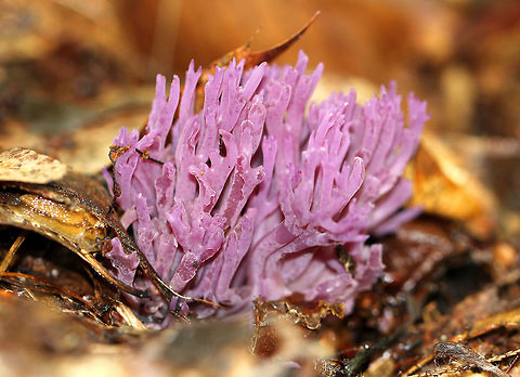 Violet Coral This fungus produces beautiful purple fruit bodies that are tubular and fragile to the touch. The elements of the fruiting body branch frequently and have rounded tips. The entire fungus looks like a cluster of tiny, purple antlers. Clavaria zollingeri,Fungi,Geotagged,Summer,United States,Violet Coral,coral fungus,fungus
