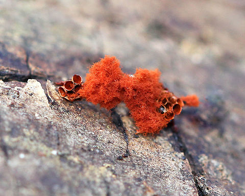 Multigoblet Slime  Fall,Geotagged,Metatrichia vesparium,Multigoblet Slime,Multigoblet Slime mold,United States,multigoblet slime mold,slime mold