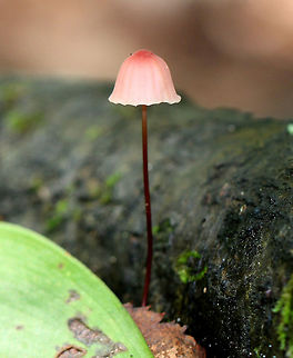Rosy Parachute Beautiful tiny, pink mushroom with a pleated, bell-shaped cap that has a darker central nipple. White, distant gills. Wiry, dark brown stem that was approximately 1mm thick. Fungus,Geotagged,Marasmius pulcherripes,Rosy Parachute,Summer,United States,mushroom,rosy parachute