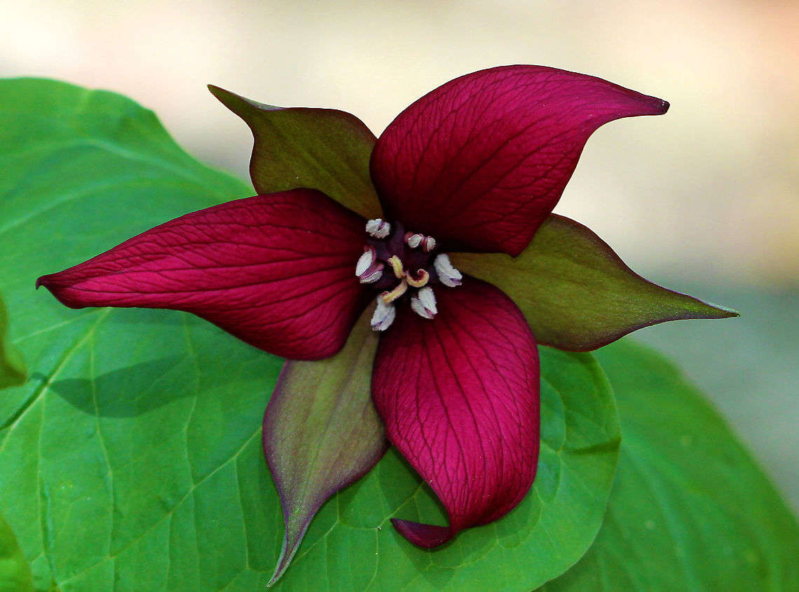 Red Trillium Purple-red flowers have 3 petals that are above whorls of pointed triple leaves. The petals have a foul smell, which attracts carrion flies (and other insects) that act as pollinators. Geotagged,Red Trillium,Red trillium,Spring,Trillium,Trillium erectum,United States