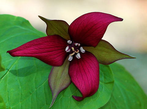 Red Trillium Purple-red flowers have 3 petals that are above whorls of pointed triple leaves. The petals have a foul smell, which attracts carrion flies (and other insects) that act as pollinators. Geotagged,Red Trillium,Red trillium,Spring,Trillium,Trillium erectum,United States