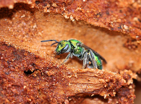 Pure Green Augochlora These bees are referred to as "sweat bees" because they like to lick sweat from human skin, most likely seeking salt. Electrolytes such as sodium are important for nerve and muscle function, in addition to a variety of other life processes. So, it appears that sweat bees imbibe human sweat in order to help them maintain homeostasis. Interestingly, as you can see in these photos, these bees are cobbling their nests together using galleries in the wood that were probably made by other insects. Within these galleries, the female bees will leave cakes made of pollen, nectar, and spit, which will soon be food for her offspring. It's thought that her saliva is added to the cakes because it has antiseptic qualities that help keep the food fresh and add extra protection to the eggs. After a brief interlude with a mate, she will lay eggs on the pollen/nectar balls. The nests are lined with a thin, impermeable membrane that she produces from glands in her body. The nests need this added protection because there are many predators that would gladly devour her offspring. When the larvae hatch, they consume the nutritious cakes. Once larval development is complete, they will pupate, and then emerge later as adults.  Augochlora pura,Fall,Geotagged,Pure Green Augochlora,United States,bee