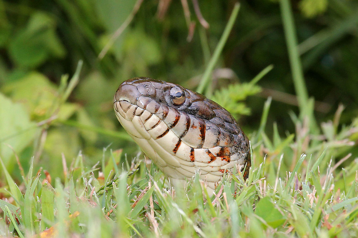 Northern Water Snake - Nerodia sipedon  Geotagged,Nerodia,Nerodia sipedon,Northern Water Snake,Northern water snake,Summer,United States,snake