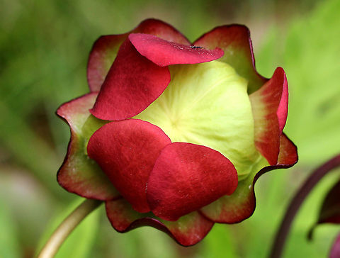 Northern Pitcher Plant A carnivorous plant with one large, purplish-red flower on the top of a leafless stalk rising above a rosette of tubular leaves. Flowers are 2 inches in size and have 5 petals. Geotagged,Northern Pitcher Plant,Pitcher plant,Purple pitcher plant,Sarracenia,Sarracenia purpurea,Spring,United States