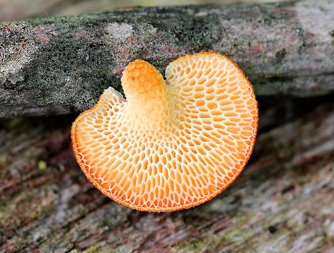Hexagonal-pored Polypore Small mushrooms with fan-shaped fruiting bodies. Upper surface was orange and slightly scaly. Cream-colored pores were diamond-shaped/honeycombed. Short, stubby stem.  Fungus,Geotagged,Hexagonal-pored Polypore,Neofavolus alveolaris,Spring,United States,mushroom,polypore