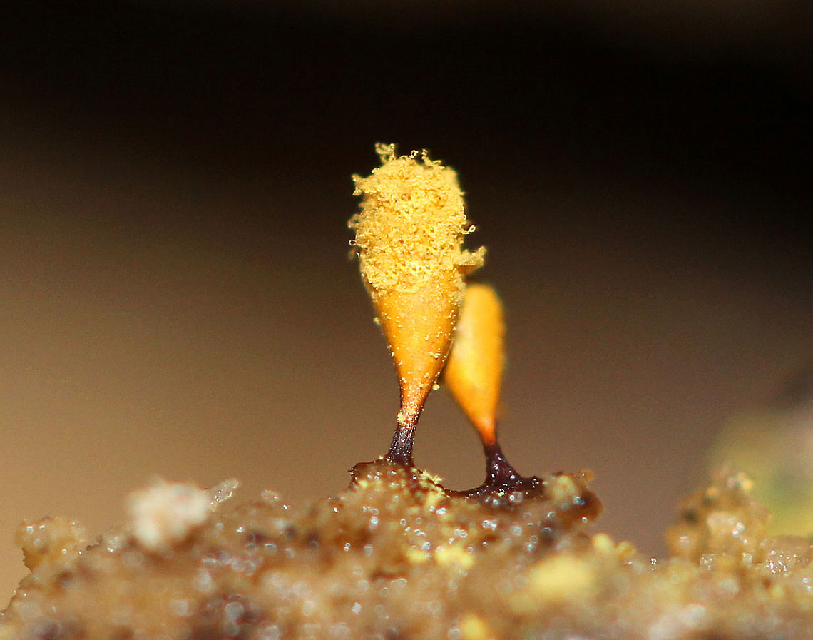 Yellow Fuzz Cone Slime This is the sporangia stage, which is characterized by yellow goblets on top of brown stalks with fluffy, yellow spores coming out of the goblets that had opened. Some were still closed and had not released any spores yet. They were 2-3 mm tall. Fall,Geotagged,Hemitrichia clavata,United States,Yellow Fuzz Cone Slime,slime mold
