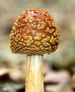 Amanita sp-36 Mushroom Amanita sp-36 is a temporary name for this mushroom, which is found in hardwood forests in the eastern U.S.A. Amanita sp-36 Mushroom,Geotagged,Summer,United States,amanita,amanita amerirubescens group,fungus,mushroom