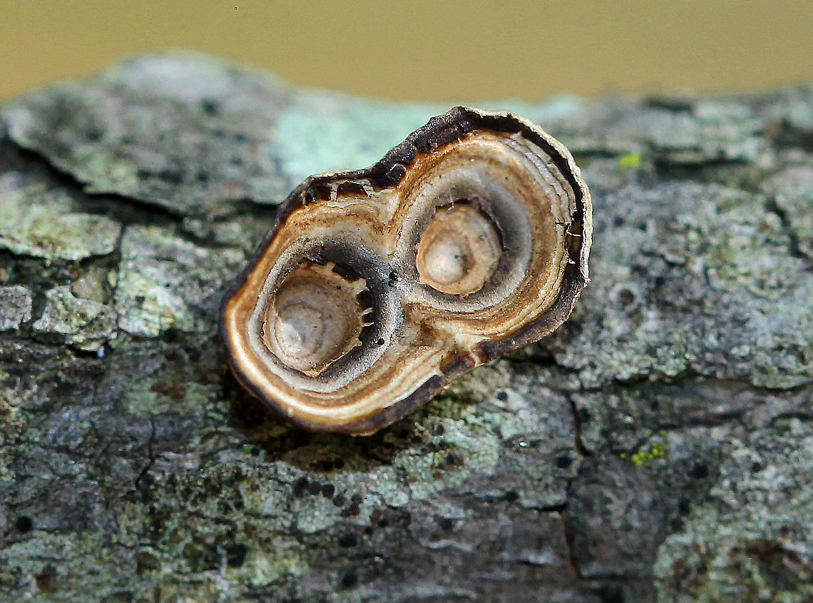 Little Nest Polypore Odd, tiny, cup-like fungi that resemble bird's nest fungus, but without the eggs. This fungus starts out looking cup-like, but it develops a cap as it matures...The "cups" start out with zones of color on the inside and a smooth, white undersurface. With age, a polypore develops as an extension of the cup. These fungi ranged in size from 3-7mm.<br />
<figure class="photo"><a href="https://www.jungledragon.com/image/71056/little_nest_polypore_-_trametes_conchifer.html" title="Little Nest Polypore - Trametes conchifer"><img src="https://s3.amazonaws.com/media.jungledragon.com/images/3232/71056_thumb.jpg?AWSAccessKeyId=05GMT0V3GWVNE7GGM1R2&Expires=1759968010&Signature=WeKSWag5QpXPPIG%2Bxd93wp0wA3o%3D" width="200" height="154" alt="Little Nest Polypore - Trametes conchifer Odd, tiny, cup-like fungi that resemble bird's nest fungus, but without the eggs. This fungus starts out looking cup-like, but it develops a cap as it matures...The "cups" start out with zones of color on the inside and a smooth, white undersurface. With age, a polypore develops as an extension of the cup.<br />
https://www.jungledragon.com/image/56250/little_nest_polypore.html<br />
https://www.jungledragon.com/image/58282/little_nest_polypore.html<br />
https://www.jungledragon.com/image/71055/little_nest_polypore_-_trametes_conchifer.html Fall,Geotagged,Little nest polypore,Poronidulus conchifer,Trametes conchifer,United States" /></a></figure><br />
<figure class="photo"><a href="https://www.jungledragon.com/image/58282/little_nest_polypore.html" title="Little Nest Polypore"><img src="https://s3.amazonaws.com/media.jungledragon.com/images/3232/58282_thumb.jpg?AWSAccessKeyId=05GMT0V3GWVNE7GGM1R2&Expires=1759968010&Signature=eBzIYOHVRuqFABogoCIZU8Yd3%2Bc%3D" width="200" height="140" alt="Little Nest Polypore Odd, tiny, cup-like fungi that resemble bird's nest fungus, but without the eggs. This fungus starts out looking cup-like, but it develops a cap as it matures...The "cups" start out with zones of color on the inside and a smooth, white undersurface. With age, a polypore develops as an extension of the cup. These fungi ranged in size from 3-7mm.<br />
<br />
It is thought that the cup-like stage serves as a splash-cup apparatus for distributing asexual spores. Therefore, the mushroom extends its reproductive period by have asexual spore dispersal before producing sexual spores.<br />
https://www.jungledragon.com/image/71056/little_nest_polypore_-_trametes_conchifer.html<br />
https://www.jungledragon.com/image/71055/little_nest_polypore_-_trametes_conchifer.html<br />
https://www.jungledragon.com/image/56250/little_nest_polypore.html Fall,Geotagged,Little Nest Polypore,Little nest polypore,Poronidulus conchifer,United States,fungus,mushroom,polypore" /></a></figure><br />
<figure class="photo"><a href="https://www.jungledragon.com/image/71055/little_nest_polypore_-_trametes_conchifer.html" title="Little Nest Polypore - Trametes conchifer"><img src="https://s3.amazonaws.com/media.jungledragon.com/images/3232/71055_thumb.jpg?AWSAccessKeyId=05GMT0V3GWVNE7GGM1R2&Expires=1759968010&Signature=ZYYKOSk0Z9XQ7%2FVP7KB%2FJhh177s%3D" width="200" height="144" alt="Little Nest Polypore - Trametes conchifer Odd, tiny, cup-like fungi that resemble bird's nest fungus, but without the eggs. This fungus starts out looking cup-like, but it develops a cap as it matures...The "cups" start out with zones of color on the inside and a smooth, white undersurface. With age, a polypore develops as an extension of the cup.<br />
https://www.jungledragon.com/image/71056/little_nest_polypore_-_trametes_conchifer.html<br />
https://www.jungledragon.com/image/56250/little_nest_polypore.html<br />
https://www.jungledragon.com/image/58282/little_nest_polypore.html Fall,Geotagged,Little nest polypore,Poronidulus conchifer,Trametes conchifer,United States" /></a></figure> Fall,Fungus,Geotagged,Little nest polypore,Poronidulus conchifer,Trametes conchifer,United States,polypore