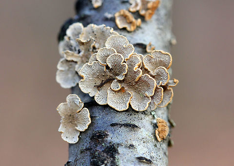 Crimped Gill This fungus has distinctively intricate, gill-like wrinkles on the spore-bearing surface. The upperside of the caps had slightly concentric zoning and brown-orange colors. The caps were 1-2cm wide.
https://www.jungledragon.com/image/71057/crimped_gill_-_plicaturopsis_crispa.html Crimped Gill,Fall,Fungus,Geotagged,Plicaturopsis,Plicaturopsis crispa,United States