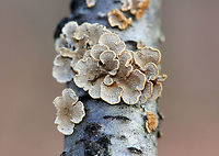 Crimped Gill This fungus has distinctively intricate, gill-like wrinkles on the spore-bearing surface. The upperside of the caps had slightly concentric zoning and brown-orange colors. The caps were 1-2cm wide.<br />
https://www.jungledragon.com/image/71057/crimped_gill_-_plicaturopsis_crispa.html Crimped Gill,Fall,Fungus,Geotagged,Plicaturopsis,Plicaturopsis crispa,United States