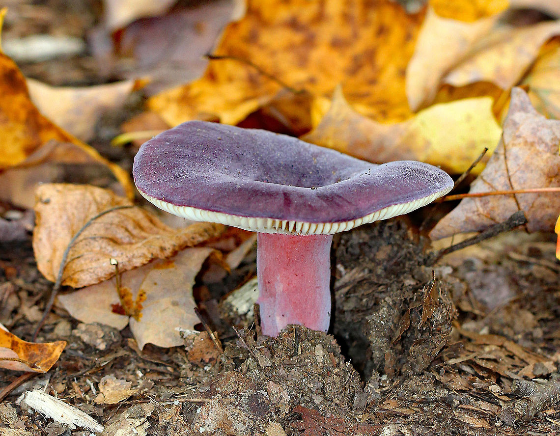 Purple-bloom Russula Stunning mushroom with a purple cap, covered in white bloom. The stem was pink and gills were cream-colored. Cap size was approximately 6cm. The cap and stem were very soft, smooth, and dry to the touch. Fungus,Geotagged,Purple-bloom Russula,Russula mariae,Summer,United States,mushroom,russula