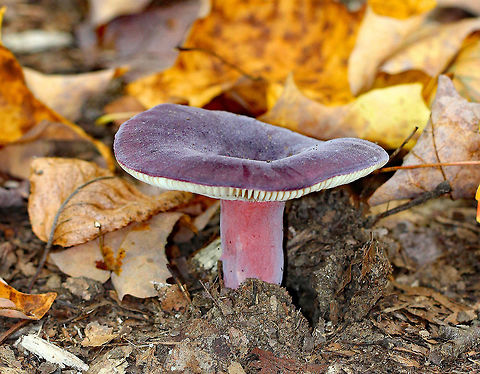 Purple-bloom Russula Stunning mushroom with a purple cap, covered in white bloom. The stem was pink and gills were cream-colored. Cap size was approximately 6cm. The cap and stem were very soft, smooth, and dry to the touch. Fungus,Geotagged,Purple-bloom Russula,Russula mariae,Summer,United States,mushroom,russula