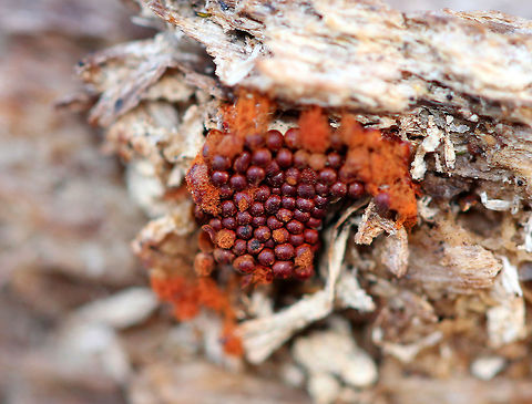Multigoblet Slime Fluffy orange spore masses with tiny, red goblets that were only about 0.5 mm wide. Eventually, these goblet clusters will break open and release more spores. Fall,Geotagged,Metatrichia vesparium,Multigoblet Slime Mold,Multigoblet slime mold,United States,slime mold