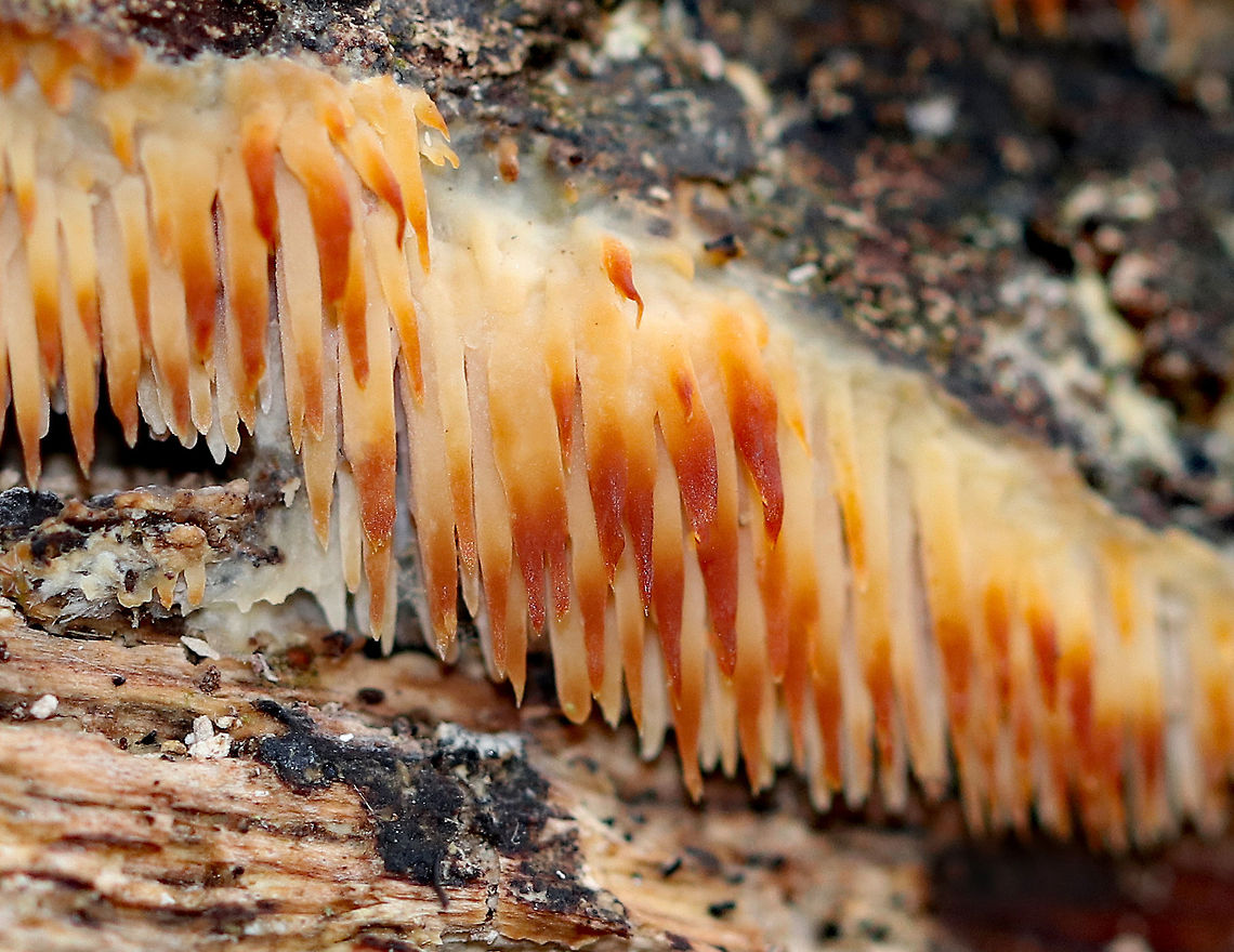 Sarcodontia setosa Crust-like patches with crowded, pendulous, waxy spines. The spines stain reddish when bruised, and have an unpleasant odor.  Fall,Fungi,Fungus,Geotagged,Sarcodontia,Sarcodontia setosa,United States
