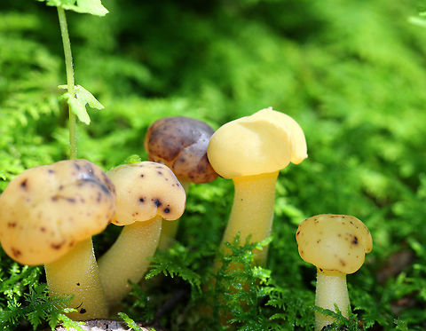 Ochre Jelly Club Mushrooms Often called "jelly babies", these small mushrooms have a very gelatinous/rubbery texture. The semi-translucent yellow caps were smooth and convoluted, and some were darkening from age. Stems were yellow. Geotagged,Jelly baby,Leotia lubrica,Mushrooms,Ochre Jelly Club Mushrooms,Summer,United States,fungus,mushroom