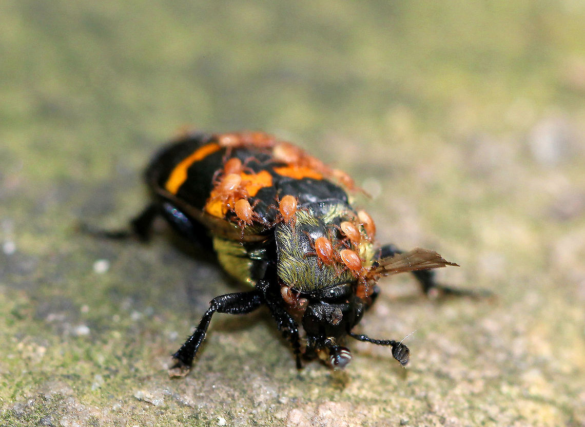 Tomentose Burying Beetle (with Phoretic Mites) - Nicrophorus tomentosus This beetle was more like a &quot;carry-on&quot; beetle as it was covered in mites. These beetles have very sensitive antennae, which have olfactory organs that help them locate carcasses. However, unlike other burying beetles, this species has a unique technique - they eliminate the soil under a carcass, so that the carcass will then sink below the ground after which they cover it with loose soil and leaves. They typically eat the carcasses of small vertebrate animals, including moles, rats, and mice. Once they locate a food source, they first remove any hair/feathers, roll the carcass into a ball, and then spray it with a secretion in order to preserve it. The larvae eat regurgitated food from both parents and also feed straight from the carcass. The phoretic mites are beneficial for the beetles - they hitchhike to the carcass and then they eat maggots and fly eggs found in/on the flesh. So, they actually clean and remove from the carcass any potential competitors of the carrion beetle&rsquo;s larva. Pretty cool example of mutualism.<br />
<br />
Habitat: I spotted two of these beetles feasting on some kind of dead, rotting critter on top of a large rock in a mostly deciduous forest. I spotted them because my kids and I usually rest and have a snack on this rock whenever we go on this particular hike. But, over the past few weeks, a fox has been leaving it&#039;s own &quot;snacks&quot; and feces on our rock. I&#039;m guessing it&#039;s marking its territory. Now, the carrion beetles have moved in, thanks to the fox&#039;s &quot;gifts&quot;.<br />
<br />
<figure class="photo"><a href="https://www.jungledragon.com/image/71162/tomentose_burying_beetle_with_phoretic_mites_-_nicrophorus_tomentosus.html" title="Tomentose Burying Beetle (with Phoretic Mites) - Nicrophorus tomentosus"><img src="https://s3.amazonaws.com/media.jungledragon.com/images/3232/71162_thumb.jpg?AWSAccessKeyId=05GMT0V3GWVNE7GGM1R2&Expires=1759968010&Signature=zdgRhq43x4%2FlwmskmxCjX%2B%2B8x%2F4%3D" width="200" height="148" alt="Tomentose Burying Beetle (with Phoretic Mites) - Nicrophorus tomentosus This beetle was more like a &quot;carry-on&quot; beetle as it was covered in mites. These beetles have very sensitive antennae, which have olfactory organs that help them locate carcasses. However, unlike other burying beetles, this species has a unique technique - they eliminate the soil under a carcass, so that the carcass will then sink below the ground after which they cover it with loose soil and leaves. They typically eat the carcasses of small vertebrate animals, including moles, rats, and mice. Once they locate a food source, they first remove any hair/feathers, roll the carcass into a ball, and then spray it with a secretion in order to preserve it. The larvae eat regurgitated food from both parents and also feed straight from the carcass. The phoretic mites are beneficial for the beetles - they hitchhike to the carcass and then they eat maggots and fly eggs found in/on the flesh. So, they actually clean and remove from the carcass any potential competitors of the carrion beetle&rsquo;s larva. Pretty cool example of mutualism.<br />
<br />
Habitat: I spotted two of these beetles feasting on some kind of dead, rotting critter on top of a large rock in a mostly deciduous forest. I spotted them because my kids and I usually rest and have a snack on this rock whenever we go on this particular hike. But, over the past few weeks, a fox has been leaving it&#039;s own &quot;snacks&quot; and feces on our rock. I&#039;m guessing it&#039;s marking its territory. Now, the carrion beetles have moved in, thanks to the fox&#039;s &quot;gifts&quot;.<br />
https://www.jungledragon.com/image/56267/tomentose_burying_beetle_with_phoretic_mites.html Geotagged,Nicrophorus tomentosus,Summer,United States,beetle,mites,phoretic mites" /></a></figure> Coleoptera,Geotagged,Mutualism,Nicrophorus,Nicrophorus tomentosus,Summer,Tomentose Burying Beetle,Tomentose Burying Beetle (with Phoretic Mites),United States,beetle,carrion beetle,phoretic mites