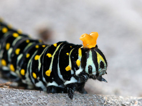 Black Swallowtail Caterpillar When provoked, the larvae of this species sprout eversible orange horns called osmeterium, which release a foul odor in order to deter predators. The osmeterium is a defensive, glandular organ that is coated in stinky chemicals, and is located at the base of the caterpillar's head. The osmeterial odor changes between species and within the life stages of the caterpillars. This particular caterpillar's osmeterium smelled like rancid citrus. The larvae of this species changes color quite dramatically with each molt. This caterpillar was mostly black with white stripes and yellow dots. 

https://www.jungledragon.com/image/56297/black_swallowtail_caterpillar.html
https://www.jungledragon.com/image/56298/black_swallowtail_caterpillar.html Black Swallowtail,Black Swallowtail Caterpillar,Caterpillar,Fall,Geotagged,Papilio,Papilio polyxenes,United States,butterfly larva