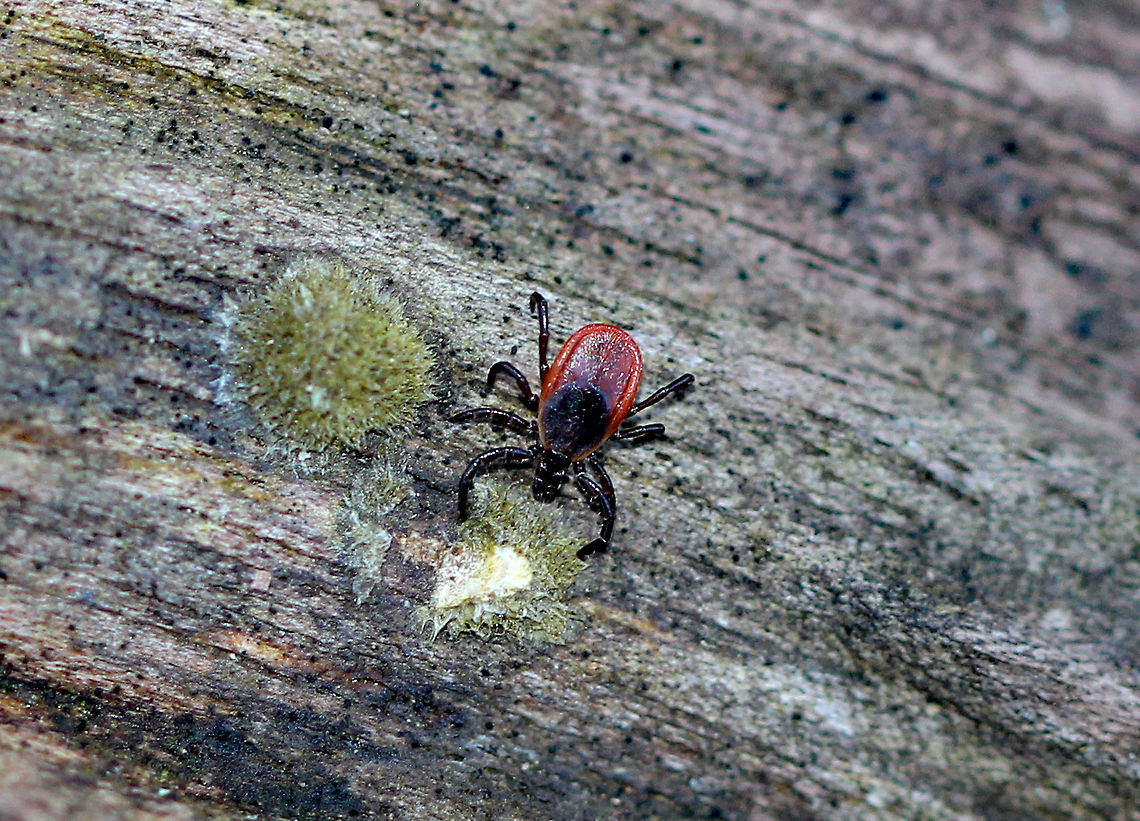 Blacklegged Tick (Female) This was one of ELEVEN blacklegged (deer) ticks that I found scrambling up my leg this afternoon...all at the same time! It was only 37 degrees F (3 degrees C) outside, but the ticks were still very active! Contrary to what many people would assume, the risk of getting bitten by a deer tick does not decline during late autumn/early winter in the Northeast. Deer ticks neither die nor do they enter diapause when the weather turns cold. They are not killed by freezing temperatures and can remain active from fall until spring as long as the temperature is above freezing. <br />
<br />
 All eleven ticks were adults - 9 were female and 2 male. The tick pictured in this spotting is an adult, female blacklegged tick. They have black heads and dorsal shields, dark red abdomens, and 8 legs. Blacklegged Tick,Blacklegged Tick (Female),Fall,Geotagged,Ixodes scapularis,Ixodes scapularis (Deer Tick),United States,tick
