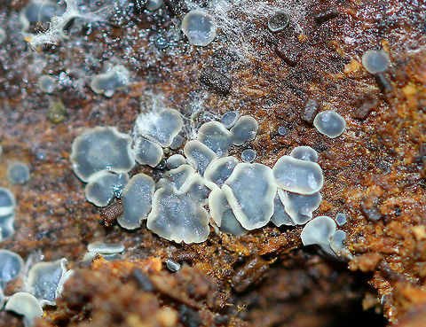 Mollisia Disco Fungus Frosty, frozen fruiting bodies that were blue-gray with cream-colored margins. They were 0.5-2 mm wide. The substrate and the fruiting bodies were both partly frozen in these photos, but were starting to thaw as the temperature warmed above freezing.. Fall,Fungus,Geotagged,Grey disco,Mollisia Disco Fungus,Mollisia cinerea,United States,mollisia