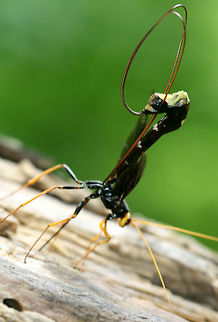 Giant Ichneumon Wasp Large, thin-bodied wasp. Females are very dark black and yellow. They are parasitoids of wood-boring insects in dead, deciduous trees. When a female is ready to oviposit her eggs, she rotates segments 8 and 9 of her abdomen and unfolds her intersegmentary membranes so that they form a disc 2 cm in diameter. The surface of this disc produces a secretion that disintegrates the wooden substrate and facilitates her ability to insert her ovipositor. After she lays her eggs on the surface of the host larva she completes the same rotational movements to remove her ovipositor from the wood and the stylus returns to its resting position. This entire process takes an hour.  Geotagged,Giant Ichneumon Wasp,Megarhyssa atrata,Spring,United States,Wasp