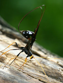 Giant Ichneumon Wasp Large, thin-bodied wasp. Females are very dark black and yellow. They are parasitoids of wood-boring insects in dead, deciduous trees.When a female is ready to oviposit her eggs, she rotates segments 8 and 9 of her abdomen and unfolds her intersegmentary membranes so that they form a disc 2 cm in diameter. The surface of this disc produces a secretion that disintegrates the wooden substrate and facilitates her ability to insert her ovipositor. After she lays her eggs on the surface of the host larva she completes the same rotational movements to remove her ovipositor from the wood and the stylus returns to its resting position. This entire process takes an hour.  Geotagged,Giant Ichneumon Wasp,Megarhyssa atrata,Spring,United States,Wasp