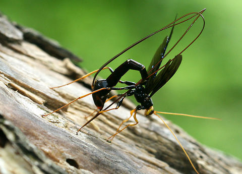 Giant Ichneumon Wasp Large, thin-bodied wasp. Females are very dark black and yellow. They are parasitoids of wood-boring insects in dead, deciduous trees.When a female is ready to oviposit her eggs, she rotates segments 8 and 9 of her abdomen and unfolds her intersegmentary membranes so that they form a disc 2 cm in diameter. The surface of this disc produces a secretion that disintegrates the wooden substrate and facilitates her ability to insert her ovipositor. After she lays her eggs on the surface of the host larva she completes the same rotational movements to remove her ovipositor from the wood and the stylus returns to its resting position. This entire process takes an hour. Geotagged,Giant Ichneumon Wasp,Megarhyssa atrata,Spring,United States,Wasp