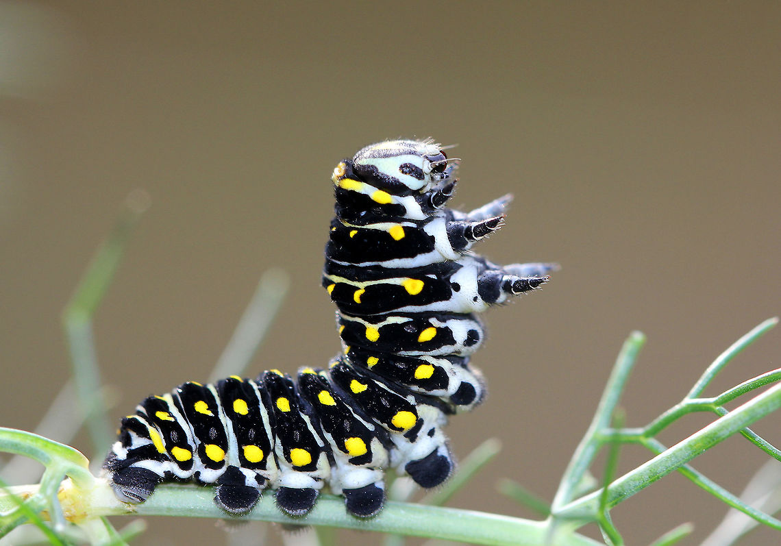 Black Swallowtail Caterpillar This caterpillar was rearing up in a defensive posture prior to sprouting its osmeterium. Black Swallowtail,Black Swallowtail Caterpillar,Caterpillar,Fall,Geotagged,Lepidoptera,Papilio polyxenes,Papilionidae,United States,osmeterium