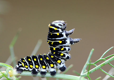 Black Swallowtail Caterpillar This caterpillar was rearing up in a defensive posture prior to sprouting its osmeterium. Black Swallowtail,Black Swallowtail Caterpillar,Caterpillar,Fall,Geotagged,Lepidoptera,Papilio polyxenes,Papilionidae,United States,osmeterium
