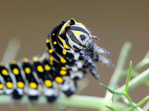 Black Swallowtail Caterpillar  Black Swallowtail,Black Swallowtail Caterpillar,Caterpillar,Fall,Geotagged,Lepidoptera,Papilio,Papilio polyxenes,Papilionidae,United States