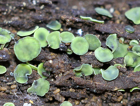 Chlorosplenium chlora Minute, green cup fungus that had yellow around the margin and on the undersurface. They were 1-3 mm wide. Chlorosplenium,Chlorosplenium chlora,Fall,Fungus,Geotagged,United States,cup fungus