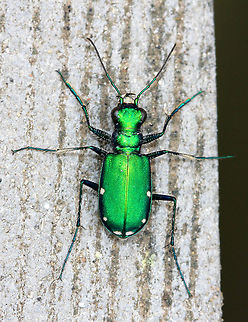 Six-Spotted Tiger Beetle Brilliant green coloration with six white spots distinctive. Cicindela sexguttata,Coleoptera,Geotagged,Six-Spotted Tiger Beetle,Six-spotted tiger beetle,Spring,Tiger Beetle,United States,beetle