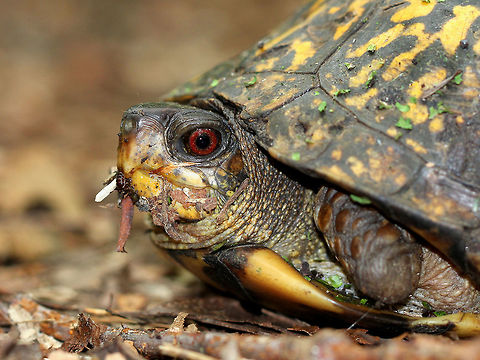 Common Box Turtle This turtle's shell was approximately 5 inches long. The shell was high and rounded, and was dark with many yellow splotches. The pattern is variable and becomes less prominent with age.  Common box turtle,Geotagged,Summer,Terrapene carolina,Turtle,United States