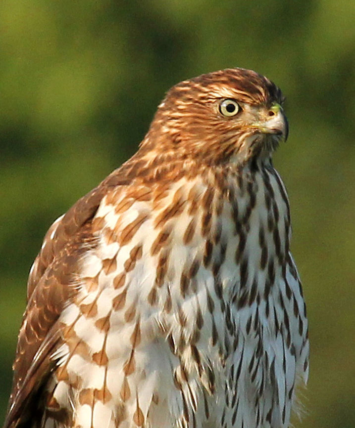 Cooper's Hawk (Juvenile) Beautiful juvenile hawk with a brown and white striped breast, a large head, and a rounded tail. Accipiter cooperii,Cooper's Hawk,Cooper's Hawk (Juvenile),Coopers Hawk,Geotagged,Summer,United States