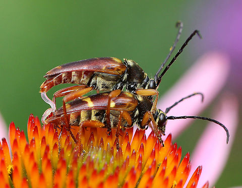 Banded Longhorn Beetles Two banded longhorn beetles caught mating. These beetles have several distinguishing characteristics. Their elytra are reddish brown with the somewhat variable yellow markings. The pronotum and the elytra both have a golden pubescence. The antennae are black and the legs are tan to reddish brown.
https://www.jungledragon.com/image/56359/banded_longhorn_beetles.html
https://www.jungledragon.com/image/56360/banded_longhorn_beetles.html
https://www.jungledragon.com/image/56361/banded_longhorn_beetles.html Banded Longhorn,Banded Longhorn Beetles,Beetles,Coleoptera,Geotagged,Summer,Typocerus velutinus,United States,beetle