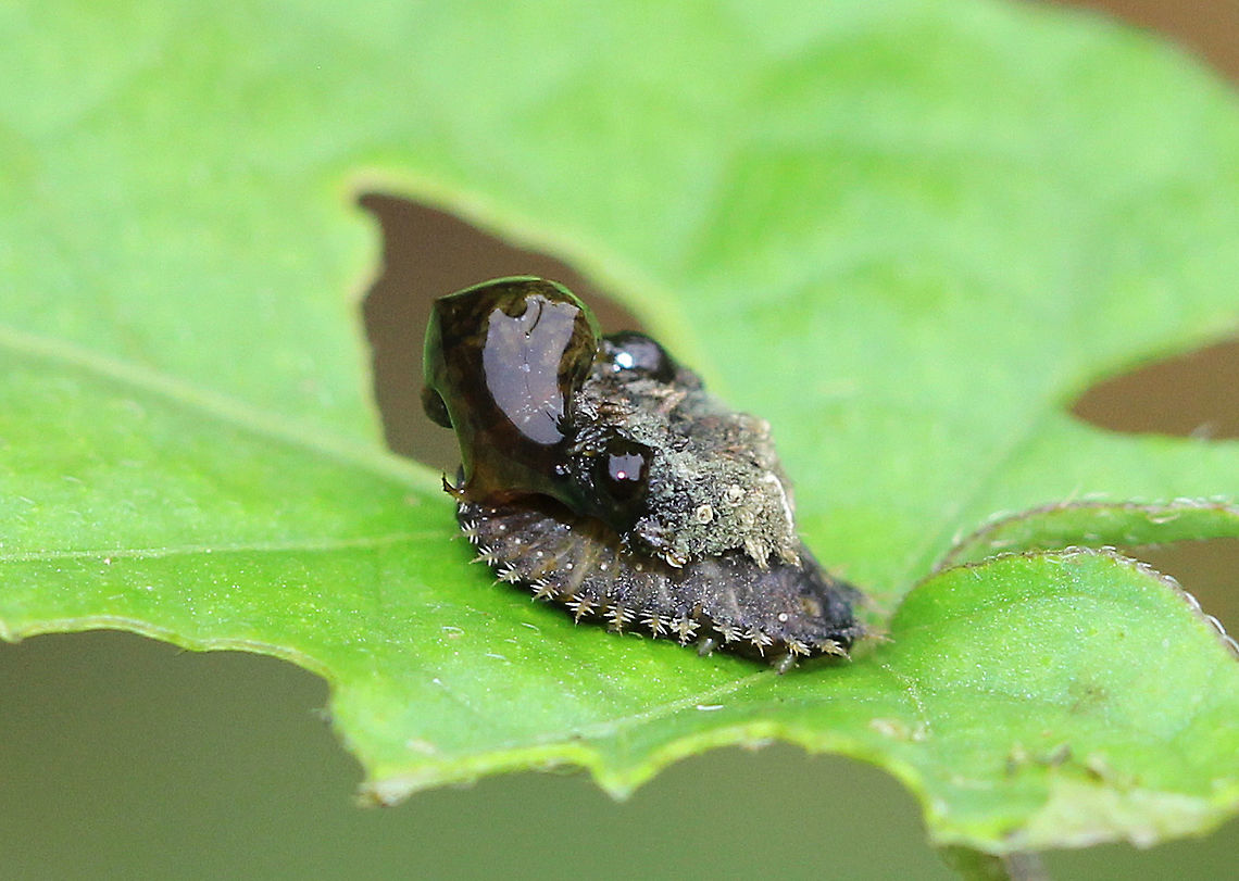 Golden Tortoise Beetle Larva The larvae of the Golden Tortoise Beetle have broad, flattened bodies that are adorned with branched spines. They carry their cast skins and fecal material on their back - attached to spines arising from the posterior end of their body, a structure called an &quot;anal fork.&quot; The anal fork is used to hold the debris over the back of the body, forming a fecal shield that deters predation. This larva had so much jiggly goo on it&#039;s back, that I imagine it will be successful in dissuading anything that might initially want to eat it. Charidotella sexpunctata,Coleoptera,Geotagged,Golden Tortoise Beetle,Golden Tortoise Beetle Larva,Summer,United States,beetle,beetle larva