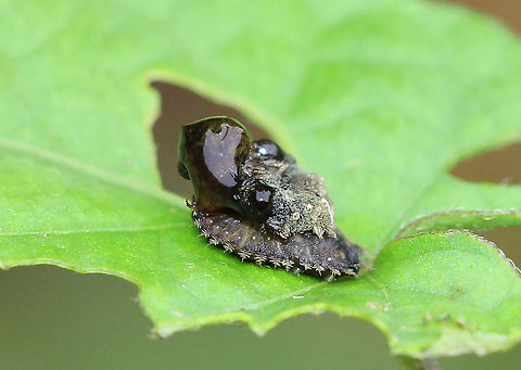Golden Tortoise Beetle Larva The larvae of the Golden Tortoise Beetle have broad, flattened bodies that are adorned with branched spines. They carry their cast skins and fecal material on their back - attached to spines arising from the posterior end of their body, a structure called an "anal fork." The anal fork is used to hold the debris over the back of the body, forming a fecal shield that deters predation. This larva had so much jiggly goo on it's back, that I imagine it will be successful in dissuading anything that might initially want to eat it. Charidotella sexpunctata,Coleoptera,Geotagged,Golden Tortoise Beetle,Golden Tortoise Beetle Larva,Summer,United States,beetle,beetle larva