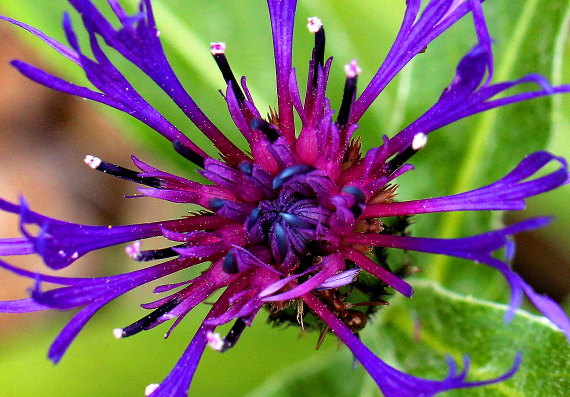 Mountain Bluet Solitary, fringed, purple flowers with pink/red centers and black-edged involucre bracts. Flowers sit atop on unbranched stems and grow 1-2&#039; tall. Large, green, lance-shaped leaves grow up to 7&quot; long. Endemic to Europe, this flower escapes gardens very easily and has thus become established in North America.<br />
<figure class="photo"><a href="https://www.jungledragon.com/image/71207/mountain_bluet_-_centaurea_montana.html" title="Mountain Bluet - Centaurea montana"><img src="https://s3.amazonaws.com/media.jungledragon.com/images/3232/71207_thumb.jpg?AWSAccessKeyId=05GMT0V3GWVNE7GGM1R2&Expires=1767225610&Signature=uLLugR1HGErPiK0EMAkzG5wNm8E%3D" width="200" height="160" alt="Mountain Bluet - Centaurea montana Solitary, fringed, purple flowers with pink/red centers and black-edged involucre bracts. Flowers sit atop on unbranched stems and grow 1-2&#039; tall. Large, green, lance-shaped leaves grow up to 7&quot; long. Endemic to Europe, this flower escapes gardens very easily and has thus become established in North America.<br />
https://www.jungledragon.com/image/56305/mountain_bluet.html<br />
 Centaurea montana,Geotagged,Mountain bluet,Spring,United States" /></a></figure> Centaurea montana,Geotagged,Mountain Bluet,Spring,United States