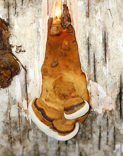 Fomes excavatus There was a bunch of bracket fungi that ranged in color from orange to brown growing on these birch logs. Several of them had amorphic shapes.  Fall,Fomes,Fomes excavatus,Fomes fomentarius,Fungi,Geotagged,United States,bracket fungi