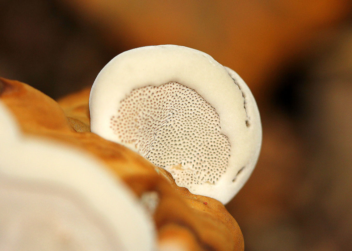 Fomes Excavatus  Fall,Fomes,Fomes excavatus,Fomes fomentarius,Fungi,Geotagged,United States,bracket fungi