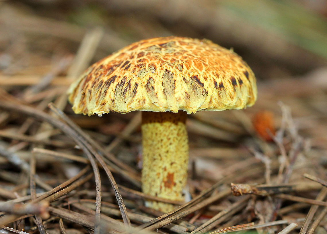 Chicken Fat Mushroom Viscid yellow cap with reddish brown fibers and scales. This mushroom is mycorrhizal with eastern white pine and grows gregariously.  Fungus,Geotagged,Suillus,Suillus americanus,Summer,United States,chicken fat mushroom,mushroom